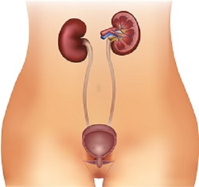 Female-Urinary-Tract