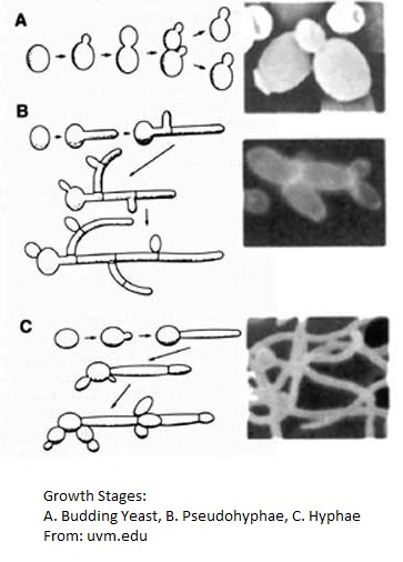 Candida Albicans What Is It How Do You Get It How To Treat It