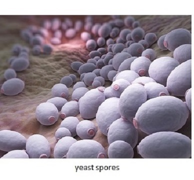 intestinal yeast infection